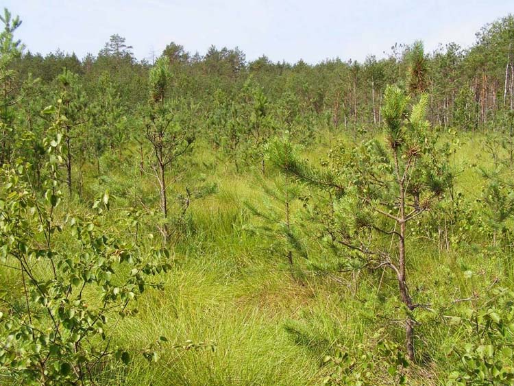 Перебродівський заказник